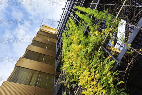 Outdoor green living wall, vertical garden on modern office building Prague Czech republic