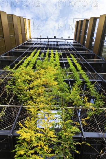 Outdoor green living wall, vertical garden on modern office building Prague Czech republic