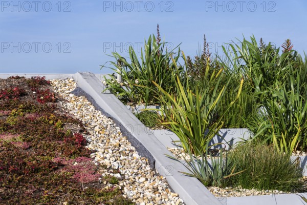 Root zone waste water sewage treatment plant on the extensive green ecological living sod roof Prague Czech republic