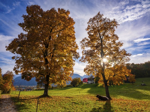 Autumn atmosphere, coloured trees in a meadow with cows, Bischofswiesen, Berchtesgadener Land, Upper Bavaria, Bavaria, Germany