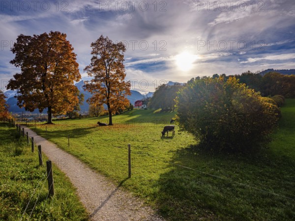 Autumn atmosphere, coloured trees in a meadow with cows, hiking trail in front, Bischofswiesen, Berchtesgadener Land, Upper Bavaria, Bavaria, Germany