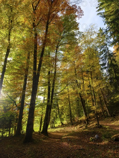 Sunlight in mixed forest, colored in autumn, Bischofswiesen, Berchtesgadener Land, Upper Bavaria, Bavaria, Germany