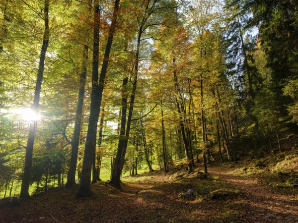Sunlight in mixed forest, colored in autumn, Bischofswiesen, Berchtesgadener Land, Upper Bavaria, Bavaria, Germany