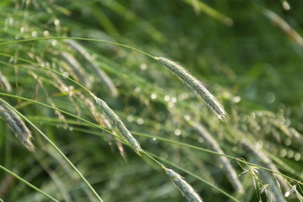 Filtered green grass after rain, healthy lifestyle bio ecology concept