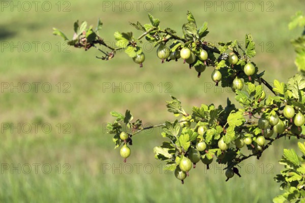 Green gooseberry fruit bush Ribes uva-crispa in garden