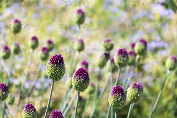Beautiful purple green blooming round-headed garlic flower, allium sphaerocephalon on blurred summer meadow background, sunny day