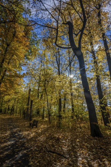A quiet forest trail in autumn, surrounded by colorful foliage. The sun shines through the trees and creates a golden atmosphere. Perfect for a stroll. Straubing, Lower Bavaria