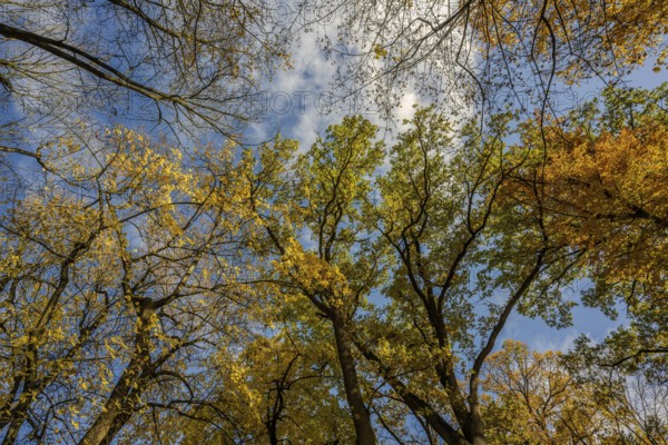 Colourful leaves hang from tall trees in autumn. The sky shows clouds and bright blue. The colors vary between yellow, green and brown. Straubing, Lower Bavaria