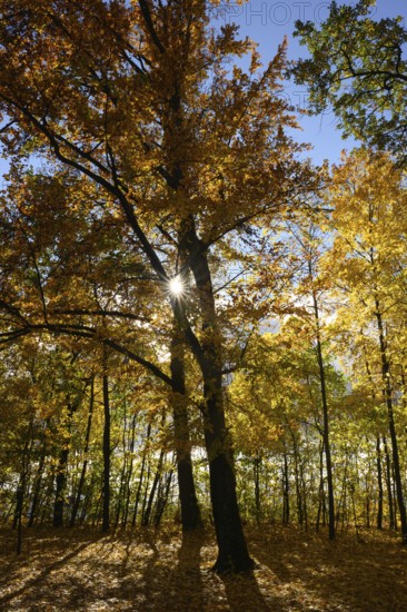 A large tree stands in the forest, surrounded by colorful autumn leaves. The sun shines through the branches and casts beautiful shadows on the ground. The sky is clear and blue. Straubing, Lower Bavaria