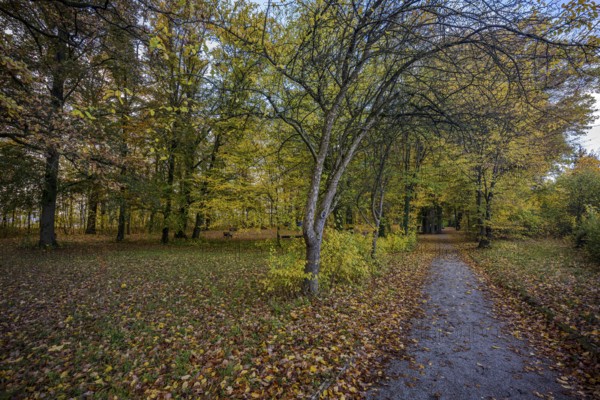 A quiet path leads through a park, surrounded by trees in autumn colors. The leaves fall gently on the ground and create a peaceful atmosphere. Straubing, Lower Bavaria