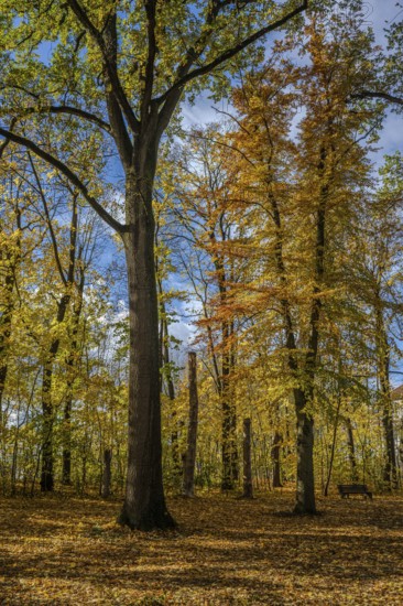 Colourful leaves fall on the ground in a quiet park. Tall trees stand under a clear sky. Autumn brings warm colors and a peaceful atmosphere. Straubing, Lower Bavaria