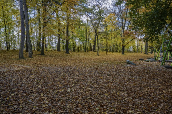 In a park, the trees are decorated with yellow and red leaves. The ground is covered with fallen leaves, while a playground nearby stands quietly. Straubing, Lower Bavaria