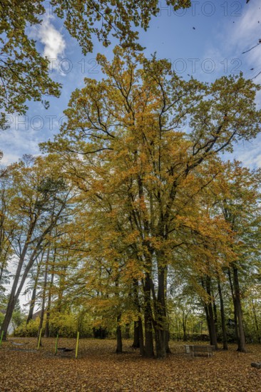 A large tree with golden yellow leaves stands in a park. Around it, a carpet of fallen leaves covers the ground. The sky is blue with a few clouds. Straubing, Lower Bavaria