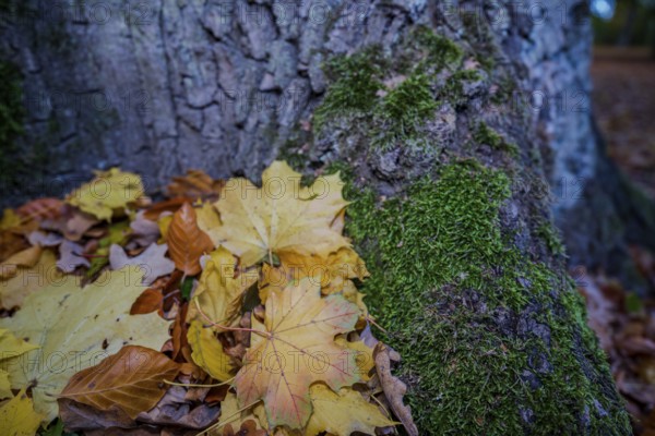 Under a large tree, there are yellow leaves on green moss. The forest shows bright autumn colors in soft light. Straubing, Lower Bavaria