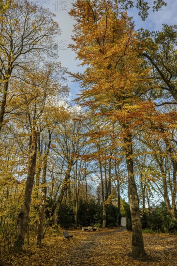 The park has tall trees with bright yellow and orange leaves. The ground is covered with fallen leaves. The sky is clear and blue, it is a peaceful autumn scene. Straubing, Lower Bavaria