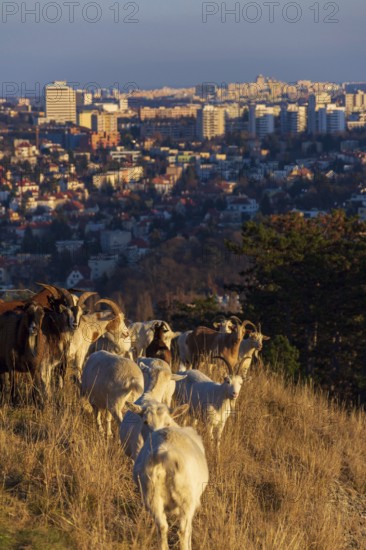 Goats grazing on meadow, city pasture management, sunny day Prague Czech republic