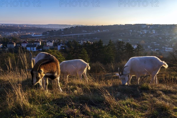 Goats grazing on meadow, city pasture management, sunny day Prague Czech republic