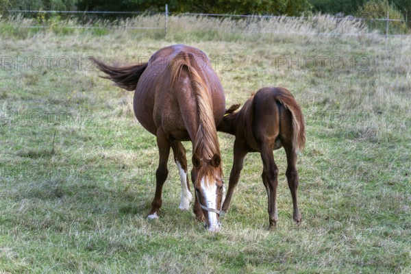 Beautiful brown foal sucking from mare horse on pasture, summer day Krivoklat Czech republic