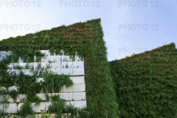 Green living wall, vertical garden exterior facade with flowers and plants on sunny summer day Slavkov Czech republic