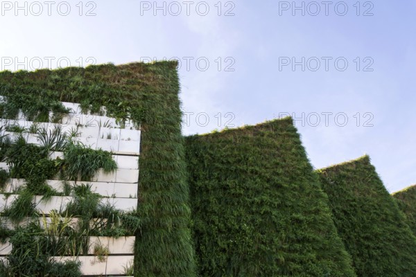 Green vertical living wall with root zone waste water treatment, exterior facade on modern building cooling with plants air conditioning Slavkov Czech republic