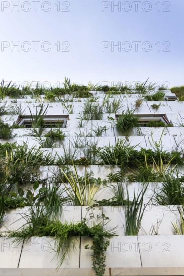 Window surrounded with root zone waste water treatment plant for greene vertical living wall, exterior facade Slavkov Czech republic