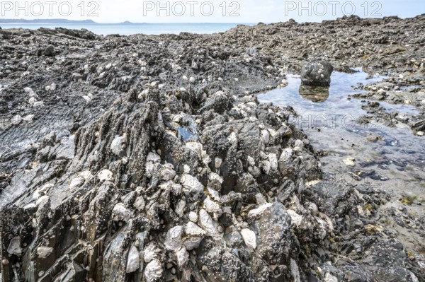 A close-up of the rugged rock at low tide shows a rich cover of fixed oysters and mussels, perfect for traditional pêche à pied (beach gathering), Erquy, Cap d'Erquy, Côtes-d'Armor department, Brittany region, France