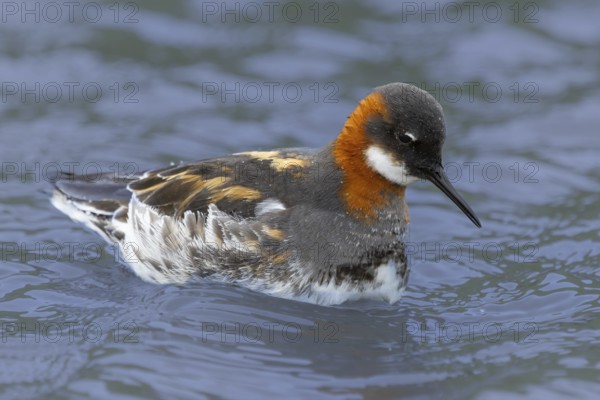 Red-necked Phalarope (Phalaropus lobatus) in breeding dress, Grimsey Island, Iceland