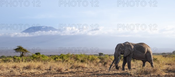 African elephant (Loxodonta africana) in picturesque savanna landscape with the summit of Mount Kilimanjaro, the famous Super Tusker elephant Craig, old male with long tusks, in the evening light, Kajiado County, Kenya