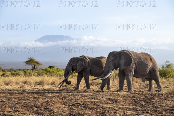 Two African elephants (Loxodonta africana) in a picturesque savanna landscape with the summit of Mount Kilimanjaro, the famous Super Tusker elephant Craig with his friend Pascal, old male with long tusks, in the evening light, Kajiado County, Kenya