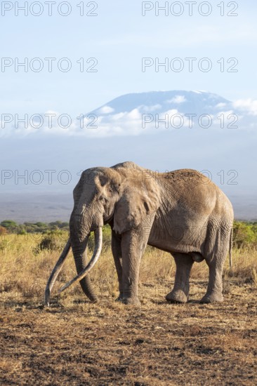 African elephant (Loxodonta africana) in picturesque savanna landscape with the summit of Mount Kilimanjaro, the famous Super Tusker elephant Craig, old male with long tusks, in the evening light, Kajiado County, Kenya