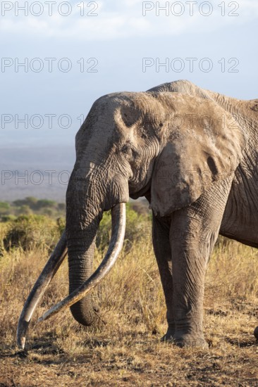 African elephant (Loxodonta africana) in picturesque savanna landscape with the summit of Mount Kilimanjaro, the famous Super Tusker elephant Craig, old male with long tusks, in the evening light, animal portrait, Kajiado County, Kenya