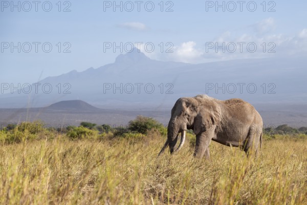 African elephant (Loxodonta africana) in picturesque savanna landscape with the summit of Mount Meru, the famous Super Tusker elephant Craig, old male with long tusks, in the evening light, Kajiado County, Kenya