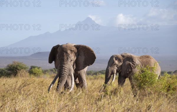 Two African elephants (Loxodonta africana) in picturesque savanna landscape with the summit of Mount Meru, the famous Super Tusker elephant Craig, old male with long tusks, in the evening light, Kajiado County, Kenya