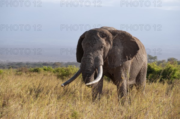 African elephant (Loxodonta africana), old male with long tusks, in the evening light, Kajiado County, Kenya