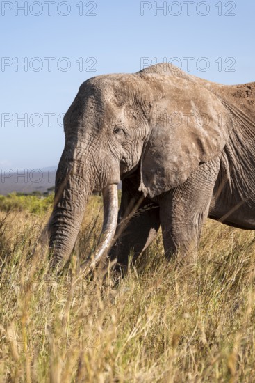 African elephant (Loxodonta africana) the famous Super Tusker elephant Craig, old male with long tusks, animal portrait, Kajiado County, Kenya
