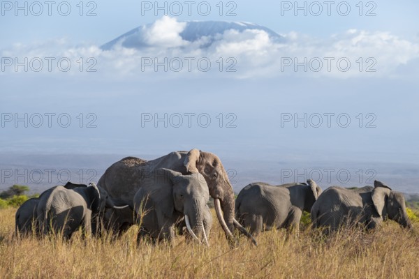 Group of African elephants (Loxodonta africana) in picturesque savanna landscape with the summit of Mount Kilimanjaro, the famous Super Tusker elephant Craig, old male with long tusks, in the evening light, Kajiado County, Kenya