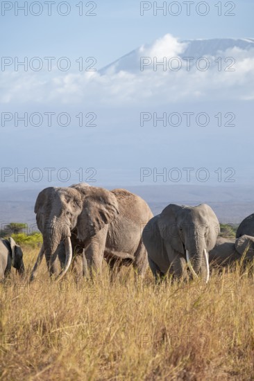 Group of African elephants (Loxodonta africana) in picturesque savanna landscape with the summit of Mount Kilimanjaro, the famous Super Tusker elephant Craig, old male with long tusks, in the evening light, Kajiado County, Kenya