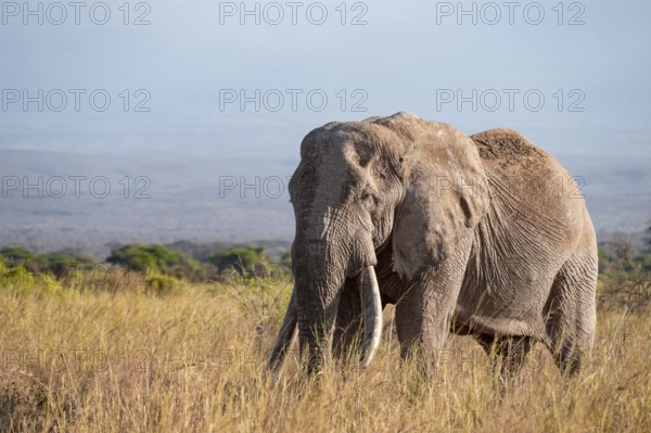 African elephant (Loxodonta africana), the famous Super Tusker elephant Craig, old male with long tusks, in the evening light, Kajiado County, Kenya