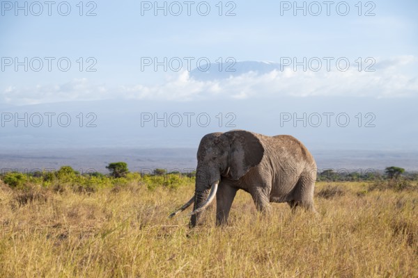 African elephant (Loxodonta africana) in picturesque savanna landscape with the summit of Mount Meru, old male with long tusks, in the evening light, Kajiado County, Kenya