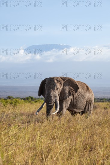 African elephant (Loxodonta africana) in picturesque savanna landscape with the summit of Mount Meru, old male with long tusks, in the evening light, Kajiado County, Kenya
