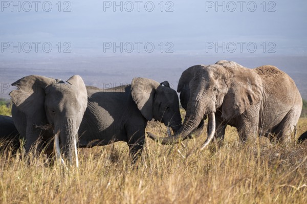 Group of African elephants (Loxodonta africana), the famous Super Tusker elephant Craig, old male with long tusks, in the evening light, Kajiado County, Kenya