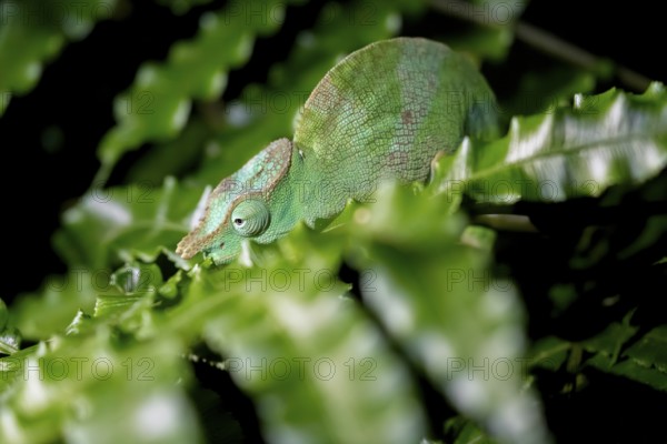 Squishy bihorn chameleon (Kinyongia matschiei), juvenile male, chameleon on a leaf at night, Amani Nature Forest Reserve, Eastern Usambara Mountains, Tanga, Tanzania