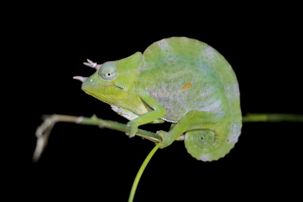 Usambara three-horned chameleon (Trioceros deremensis), chameleon on a branch at night, Amani Nature Forest Reserve, Eastern Usambara Mountains, Tanga, Tanzania