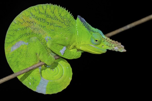 Matschie’s two-horned chamaeleon (Kinyongia matschiei), adult male, chameleon on a branch at night, Amani Nature Forest Reserve, Eastern Usambara Mountains, Tanga, Tanzania