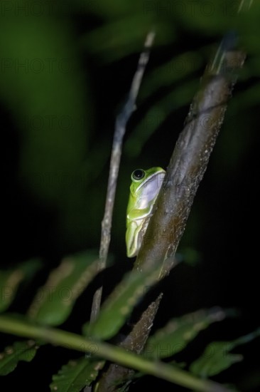Green woodclimbing frog (Leptopelis vermiculatus) sitting on a branch, Amani Nature Forest Reserve, Eastern Usambara Mountains, Tanga, Tanzania