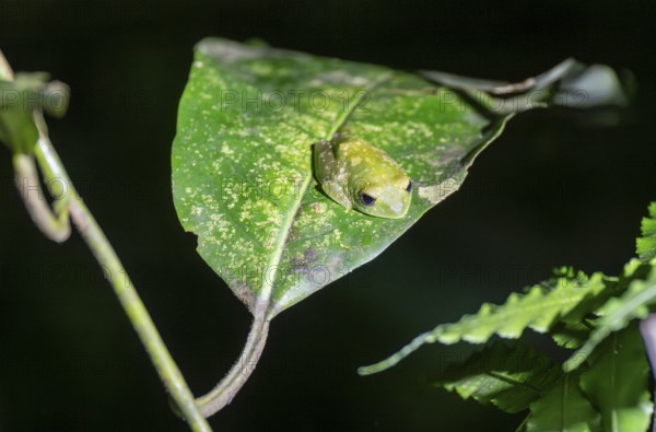 Green woodclimbing frog (Leptopelis vermiculatus) sitting on a leaf, Amani Nature Forest Reserve, Eastern Usambara Mountains, Tanga, Tanzania