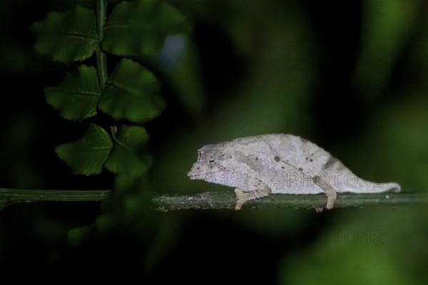 Zomba pygmy chameleon (Rieppeleon brachyurus), white chameleon on a branch at night, Amani Nature Forest Reserve, Eastern Usambara Mountains, Tanga, Tanzania