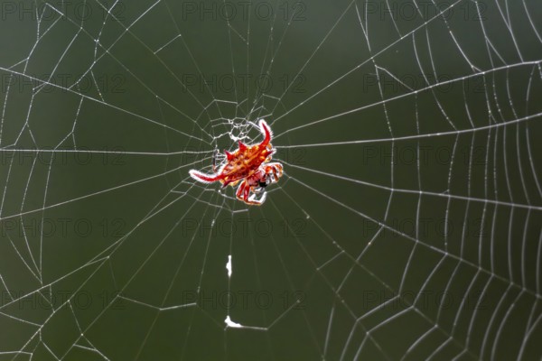 Long Wing Kite Spider (Gasteracantha falcicornis) Red spider sitting in spider web, Amani Nature Forest Reserve, Eastern Usambara Mountains, Tanga, Tanzania