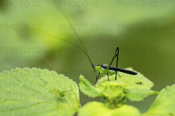 Locust Blue Jewel (Dioncomena ornata) sitting on green leaf, Amani Nature Forest Reserve, Eastern Usambara Mountains, Tanga, Tanzania