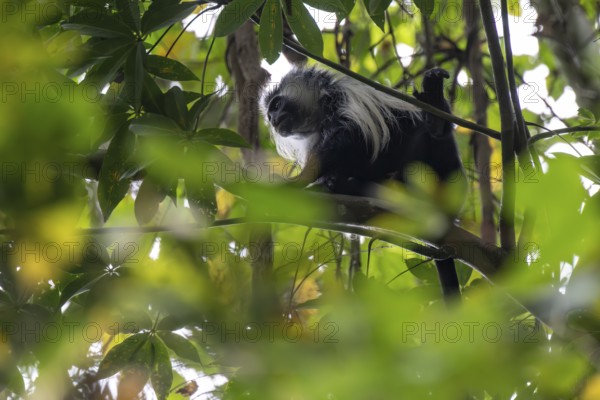 Angola colobus (Colobus angolensis palliatus), sitting among leaves in a tree, Amani Nature Forest Reserve, Eastern Usambara Mountains, Tanga, Tanzania